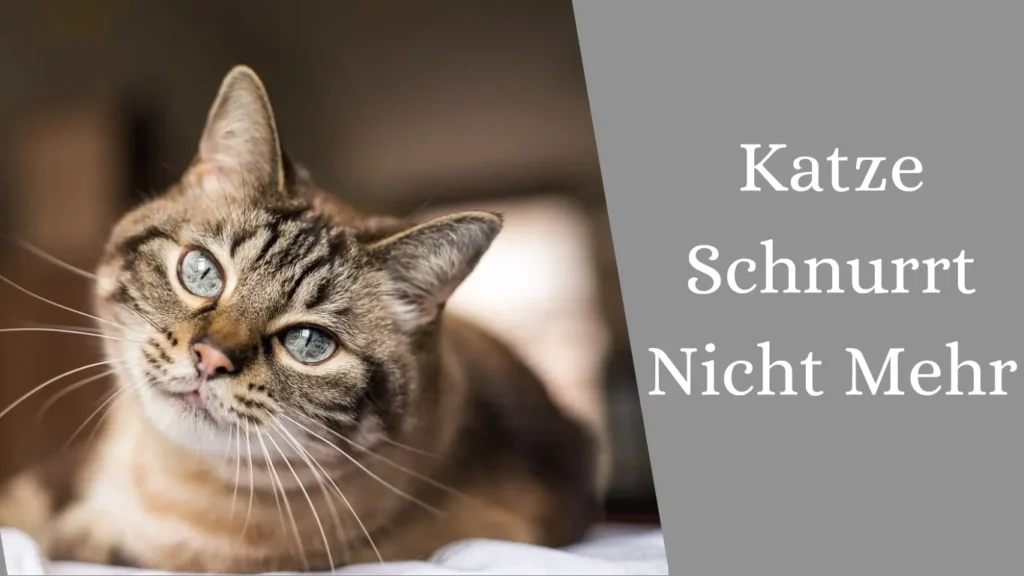 Katze Schnurrt Nicht Mehr