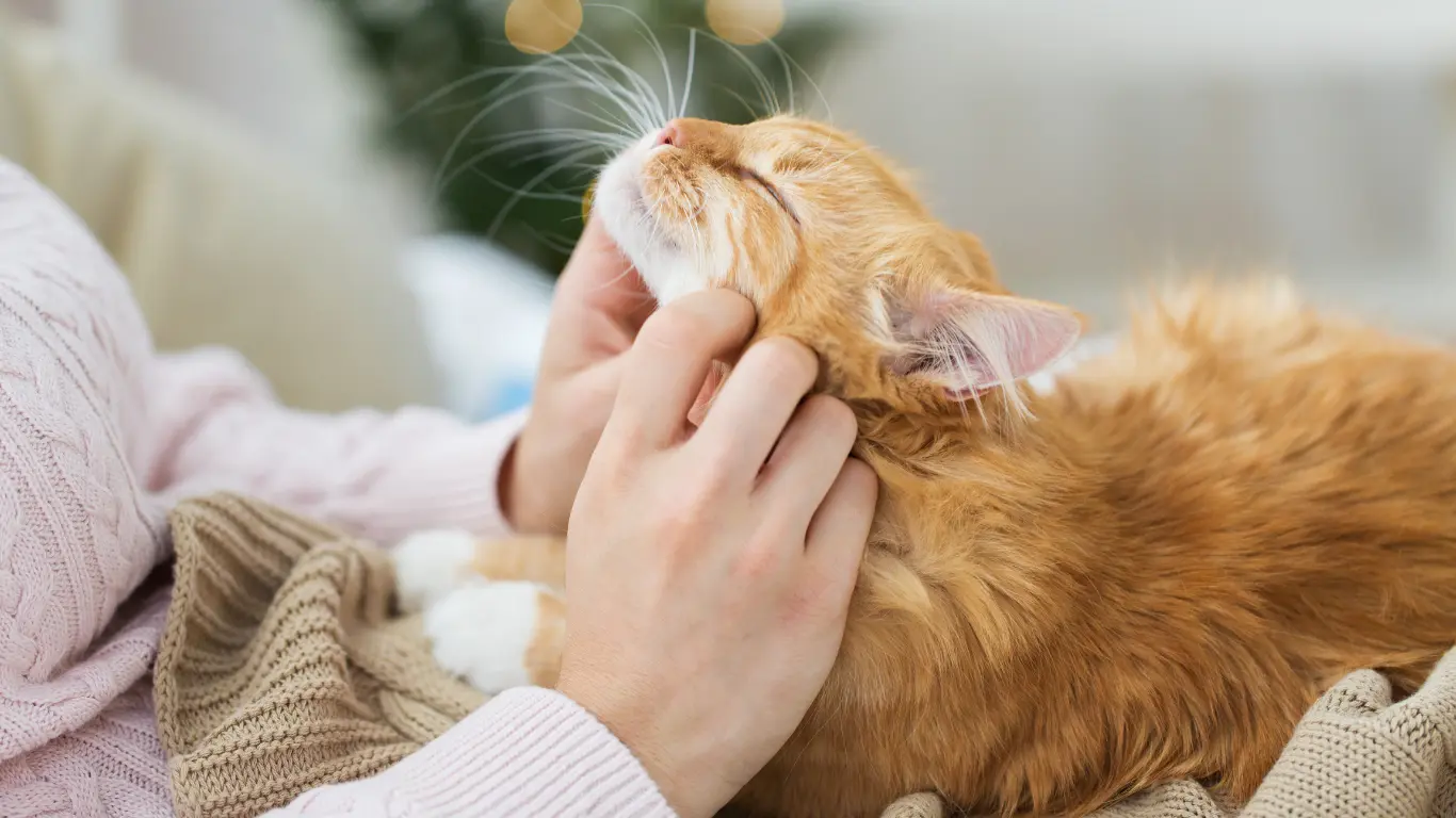 Katze Schnurrt Nicht Mehr